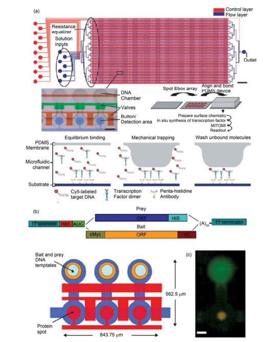 高通量集成微流控芯片中利用機械力限制捕獲弱相互作用保留測定和繪制轉錄因子和蛋白相互作用譜圖 (a) 集成 2400 反應腔室和 7233 個微閥的芯片示意圖, 測定轉錄因子與目標 DNA 結合作用力的測定過程; (b), (c) 利用體外蛋白翻譯系統結 合芯片中限制捕獲弱相互作用保留研究蛋白間相互作用芯片示意圖和實際測定中的熒光照片 高通量集成微流控芯片中利用機械力限制捕獲弱相互作用保留測定和繪制轉錄因子和蛋白相互作用譜圖 (a) 集成 2400 反應腔室和 7233 個微閥的芯片示意圖, 測定轉錄因子與目標 DNA 結合作用力的測定過程; (b), (c) 利用體外蛋白翻譯系統結 合芯片中限制捕獲弱相互作用保留研究蛋白間相互作用芯片示意圖和實際測定中的熒光照片