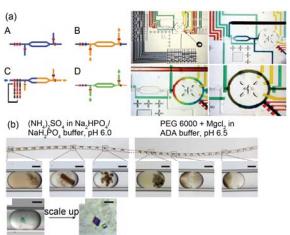集成微流控芯片中研究蛋白質結晶條件的高通量篩選 (a) “自動化配方”式微流控芯片裝置結構示意圖與芯片實物圖, 微閥 與微泵的配合形成定量式的微注射于微混合器, 定量控制不同溶劑 與沉淀劑所占的比例; (b) 利用集成微流控芯片微液滴技術研究不同條件下膜蛋白的單晶形成和分子結構 集成微流控芯片中研究蛋白質結晶條件的高通量篩選 (a) “自動化配方”式微流控芯片裝置結構示意圖與芯片實物圖, 微閥 與微泵的配合形成定量式的微注射于微混合器, 定量控制不同溶劑 與沉淀劑所占的比例; (b) 利用集成微流控芯片微液滴技術研究不同條件下膜蛋白的單晶形成和分子結構