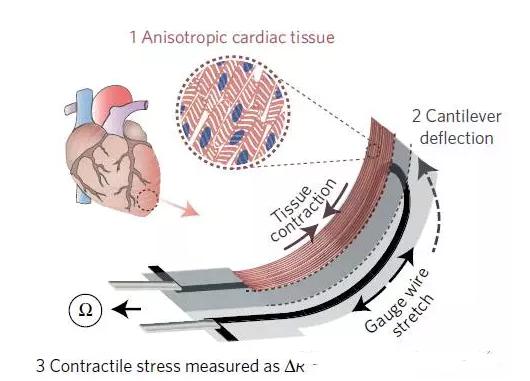 多材料3D打印器官芯片 多材料3D打印器官芯片