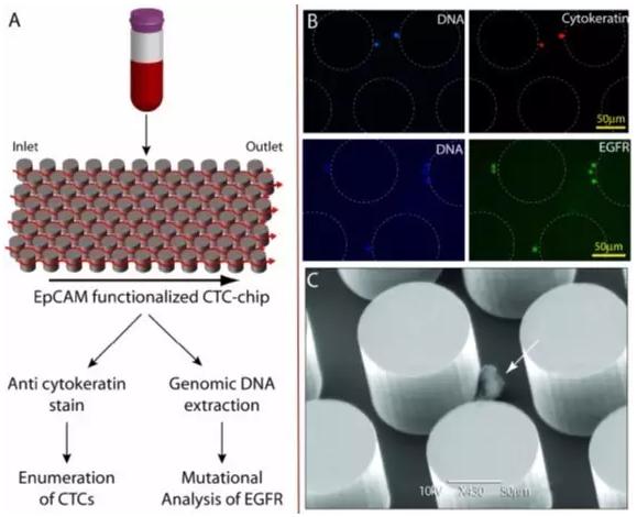 陽(yáng)性富集—CTCs-Chip 陽(yáng)性富集—CTCs-Chip
