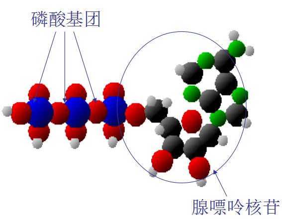 ATP熒光檢測儀原理及應(yīng)用 ATP熒光檢測儀原理及應(yīng)用