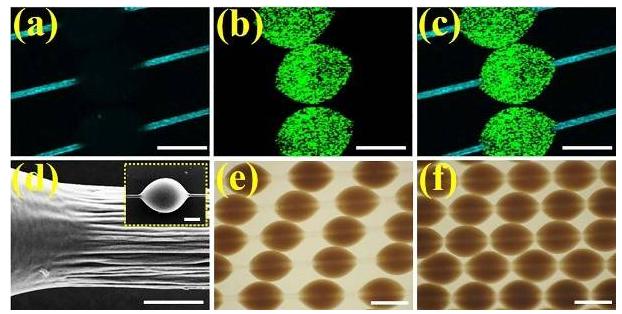 微載體在纖維上可滑動(dòng)的特性所展示的同一組微纖維上的載體分散、堆疊狀態(tài)下的光鏡圖