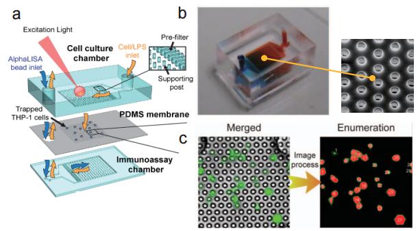 多孔洞結微過濾薄膜之微流控芯片 (a) 流流控芯片示意圖 (b) 實際微流控芯片照片及使用電子掃描顯微鏡（SEM）所拍攝之微過濾薄膜孔徑圖 (c) 使用分析軟體進行細胞計數示意圖