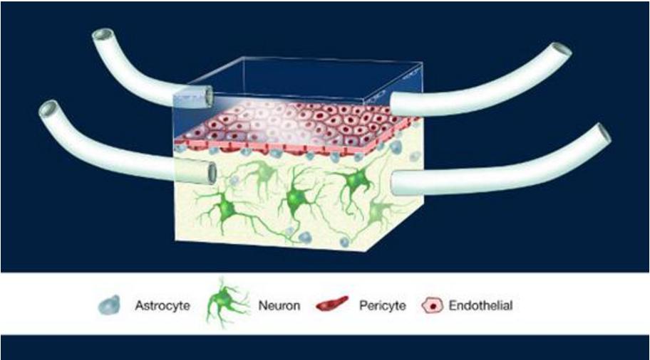 神經血管單元（Illustration of the NeuroVascular Unit, NVU）芯片圖例，這是一款人類血腦屏障模型。多孔膜分離了大腦建模腔室和代表周圍血管系統的腔室