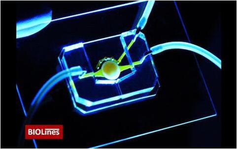 擁有微流控通道（黃色）的眼睛芯片，能夠將營養物質帶給位于圓形支架中心的細胞。該團隊還開發了一個微工程眼瞼，能夠在芯片上模擬眨眼