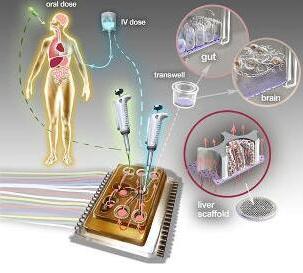 人體芯片的藝術表現接近于體外生物學，生物工程設備培養了許多能夠代表每個器官最小功能單元的3D組織培養