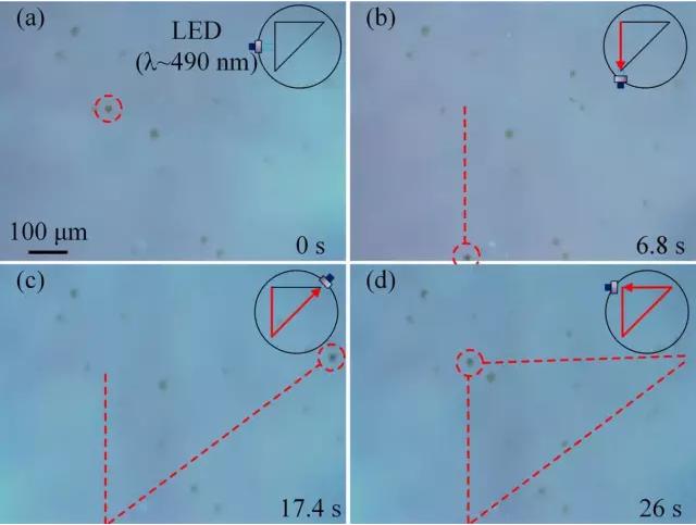 藻類細胞機器人沿著三角形軌跡運動 藻類細胞機器人沿著三角形軌跡運動