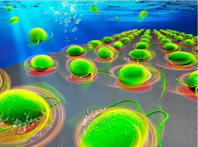 Lab on a Chip封面刊載中科院沈陽自動化所藻類細胞機器人的科研成果 Lab on a Chip封面刊載中科院沈陽自動化所藻類細胞機器人的科研成果