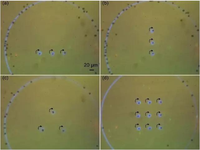 藻類細胞定向旋轉(zhuǎn)陣列 藻類細胞定向旋轉(zhuǎn)陣列