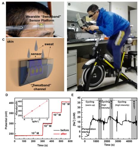 圖2.(A)、(B)和(C)為可穿戴“導汗帶”汗液傳感器設備的照片和示意圖;(D)汗液傳感器芯片在穿戴前和穿戴后對不同濃度標準Na+溶液的校準曲線;(E)為汗液傳感器在人體上運動過程中實時連續監測汗液中Na+濃度變化的曲線圖。 圖2.(A)、(B)和(C)為可穿戴“導汗帶”汗液傳感器設備的照片和示意圖;(D)汗液傳感器芯片在穿戴前和穿戴后對不同濃度標準Na+溶液的校準曲線;(E)為汗液傳感器在人體上運動過程中實時連續監測汗液中Na+濃度變化的曲線圖。