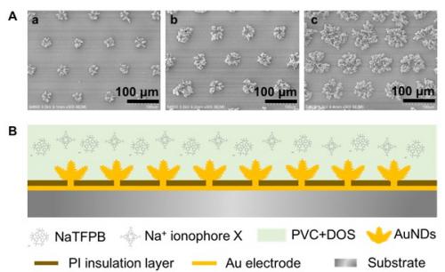 圖1.(A)電沉積制備不同比表面積的三維金納米結構固體接觸傳導陣列電極;(B)全固態離子選擇性陣列電極構建的結構示意圖。 圖1.(A)電沉積制備不同比表面積的三維金納米結構固體接觸傳導陣列電極;(B)全固態離子選擇性陣列電極構建的結構示意圖。