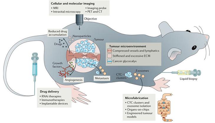 腫瘤學中工程和物理科學概覽。 腫瘤學中工程和物理科學概覽。