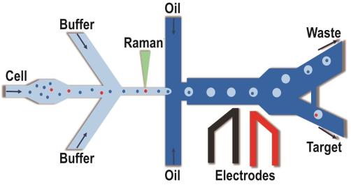 拉曼激活單細胞液滴分選(RADS)系統示意圖 拉曼激活單細胞液滴分選(RADS)系統示意圖