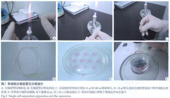 單細胞分離裝置分離操作