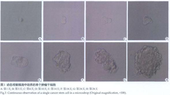圖3 動態觀察微滴中培養的單個腫瘤干細胞