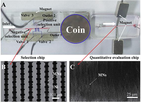 多功能微流控篩選平臺用于核酸適配體高效篩選 多功能微流控篩選平臺用于核酸適配體高效篩選