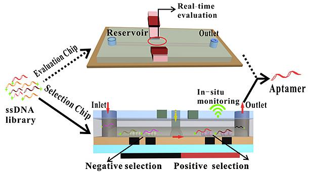 多功能微流控篩選平臺用于核酸適配體高效篩選 多功能微流控篩選平臺用于核酸適配體高效篩選