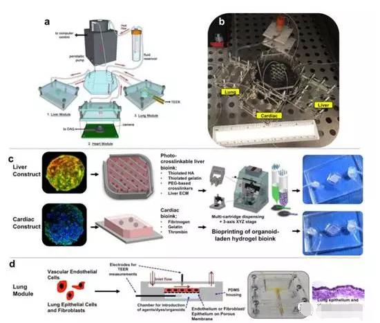 多器官微流控芯片系統(tǒng) 多器官微流控芯片系統(tǒng)