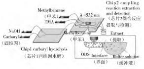 圖 2 微芯片上西維因的檢測 圖 2 微芯片上西維因的檢測