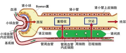腎單位的生理結(jié)構(gòu)和血液凈化生理學(xué)的過程圖示 腎單位的生理結(jié)構(gòu)和血液凈化生理學(xué)的過程圖示