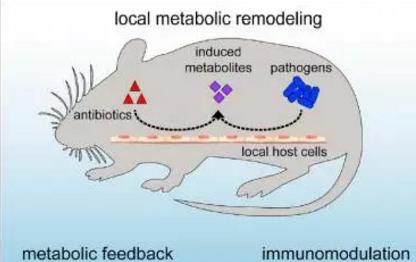 抗生素可不通過菌群削弱自身效果并改變宿主免疫功能 抗生素可不通過菌群削弱自身效果并改變宿主免疫功能