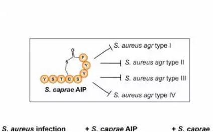 皮膚上常駐 vs 病原葡萄球菌的競爭模式 皮膚上常駐 vs 病原葡萄球菌的競爭模式