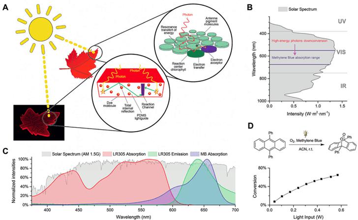 圖1. A.仿葉片微流控光催化裝置的工作原理;B和C.甲基藍(MB)與LR305熒光染料的吸收光譜在太陽光譜中的位置;D. 9,10-二苯基蒽在單線態氧下的環化加成反應。圖片來源:Angew. Chem. Int. Ed. 圖1. A.仿葉片微流控光催化裝置的工作原理;B和C.甲基藍(MB)與LR305熒光染料的吸收光譜在太陽光譜中的位置;D. 9,10-二苯基蒽在單線態氧下的環化加成反應。圖片來源:Angew. Chem. Int. Ed.