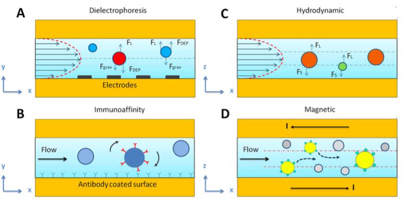 基于內部和外部的不同特征,使用微流體技術分離不同的EV群體 基于內部和外部的不同特征,使用微流體技術分離不同的EV群體