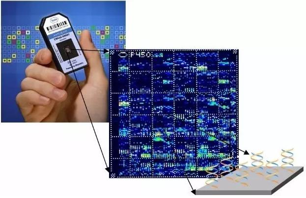 圖4 美國Affymetrix公司的CYP450基因生物芯片 圖4 美國Affymetrix公司的CYP450基因生物芯片