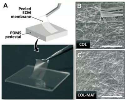 ECM薄膜的肉眼觀察和表面微觀結(jié)構(gòu)圖片 ECM薄膜的肉眼觀察和表面微觀結(jié)構(gòu)圖片