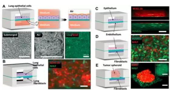 究人員將人肺上皮細(xì)胞培養(yǎng)于裝置中,用來重建空氣-肺界面 究人員將人肺上皮細(xì)胞培養(yǎng)于裝置中,用來重建空氣-肺界面