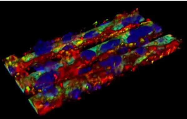 血腦屏障復制模型 血腦屏障復制模型