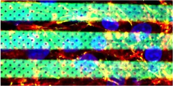 生物微流體3D打印生化血腦屏障模型 生物微流體3D打印生化血腦屏障模型