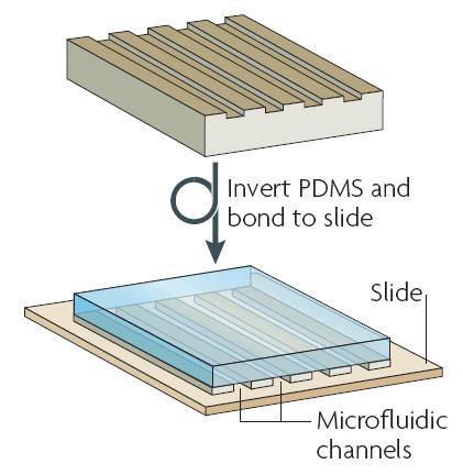 圖2 微流控芯片的加工:集成微通道的PDMS層被密封在玻璃片上 圖2 微流控芯片的加工:集成微通道的PDMS層被密封在玻璃片上