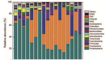 虹鱒魚吃點大蒜，長得塊菌群也顯獨特