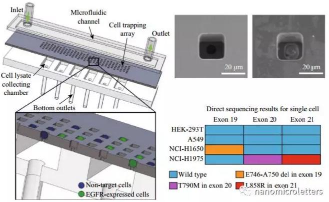 微流控芯片的醫(yī)學(xué)應(yīng)用：單細(xì)胞識別和檢測突變表皮生長因子受體（EGFR）