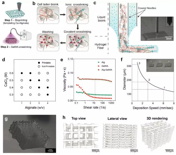 微流控3D組織結構