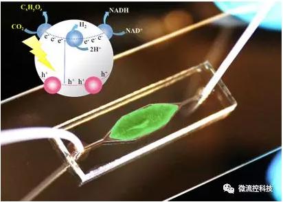 利用微流控芯片進行人工光合作用 利用微流控芯片進行人工光合作用