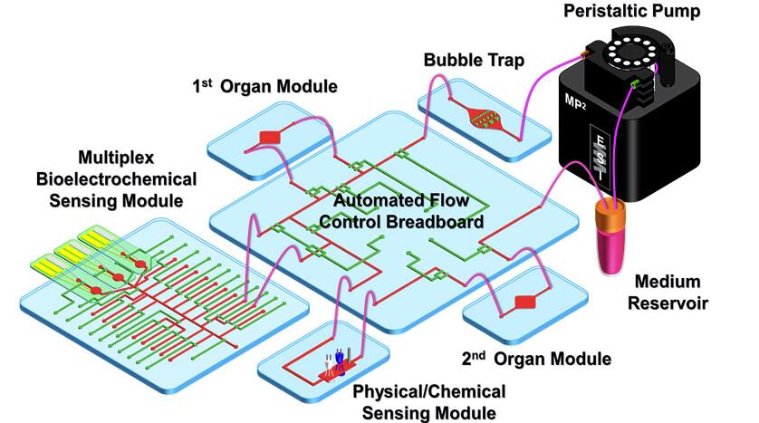 組織器官仿生芯片 組織器官仿生芯片