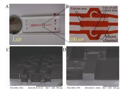 圖4 細胞芯片圖像 (A:實物圖;B:單元光學圖; C 和 D:SEM 圖像) 圖4 細胞芯片圖像 (A:實物圖;B:單元光學圖; C 和 D:SEM 圖像)