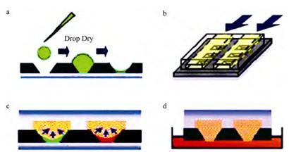 圖1質粒轉化過程 圖1質粒轉化過程