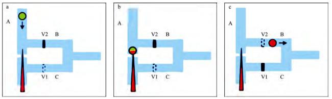 圖2微流控芯片中的單細胞微注射系統 圖2微流控芯片中的單細胞微注射系統