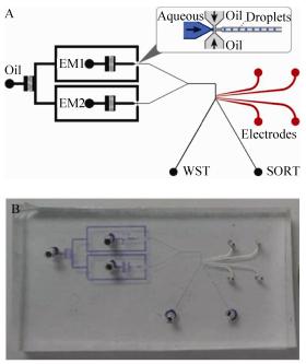 圖2微流控芯片設(shè)計(jì)示意圖(A)及實(shí)物圖(B) 圖2微流控芯片設(shè)計(jì)示意圖(A)及實(shí)物圖(B)
