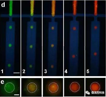微流控系統中毛細管電泳(CE)分離技術 微流控系統中毛細管電泳(CE)分離技術