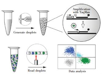 圖6 &nbsp;基于液滴微流控技術的dPCR工作流程