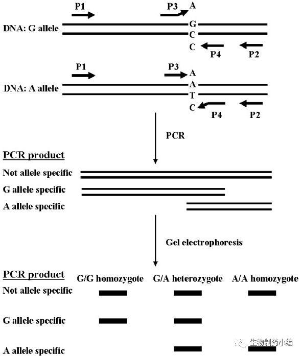 ARMS PCR原理,簡單省錢的方法設計設計一套引物,分為inside和outside,突變的位點無法配對擴增,通過凝膠電泳區分PCR產品大小來做點突變判斷。 ARMS PCR原理,簡單省錢的方法設計設計一套引物,分為inside和outside,突變的位點無法配對擴增,通過凝膠電泳區分PCR產品大小來做點突變判斷。