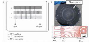 圖2 蛇形通道型 PCR芯片:(A) 平行通道 PCR芯片,(B) 輻射通道 PCR芯片 圖2 蛇形通道型 PCR芯片:(A) 平行通道 PCR芯片,(B) 輻射通道 PCR芯片