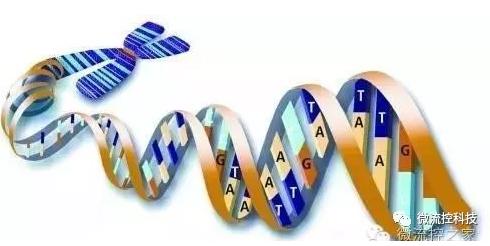 核酸分離與測序 核酸分離與測序