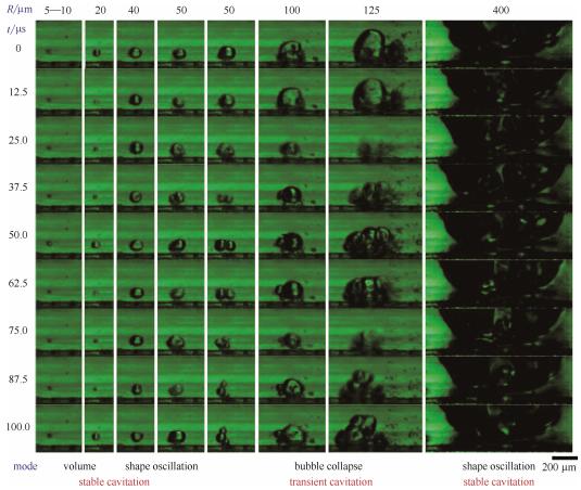 圖5微通道中不同半徑氣泡的微觀空化行為(每列的9張連續(xù)圖片選自于拍攝幀速80000幀/秒、曝光12μs的視頻。圖片的時(shí)間間隔為12.5μs。圖片底部標(biāo)出了不同半徑氣泡的振蕩模式) 圖5微通道中不同半徑氣泡的微觀空化行為(每列的9張連續(xù)圖片選自于拍攝幀速80000幀/秒、曝光12μs的視頻。圖片的時(shí)間間隔為12.5μs。圖片底部標(biāo)出了不同半徑氣泡的振蕩模式)