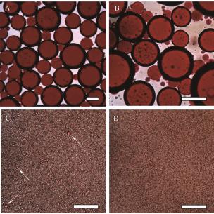 圖7Freitas等制備的水包油乳液光學(xué)圖像 圖7Freitas等制備的水包油乳液光學(xué)圖像
